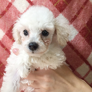 トイプードルのホワイトの男の子｜2025年9月2日生まれ｜No.10958｜画像0枚目