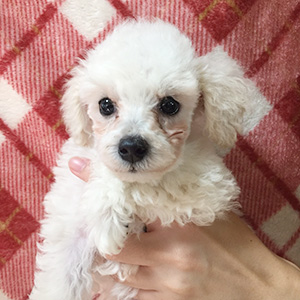 トイプードルのホワイトの男の子｜2025年9月2日生まれ｜No.10958｜画像1枚目
