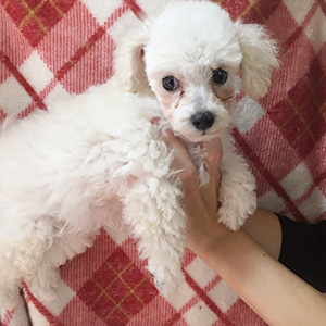 トイプードルのホワイトの男の子｜2025年9月2日生まれ｜No.10958｜画像3枚目