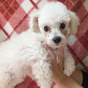 トイプードルのホワイトの男の子｜2025年9月2日生まれ｜No.10958｜画像4枚目