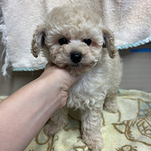 タイニープードルのホワイトの男の子｜2025年9月22日生まれ｜No.10987｜画像0枚目