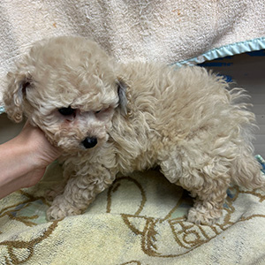 タイニープードルのホワイトの男の子｜2025年9月22日生まれ｜No.10987｜画像1枚目