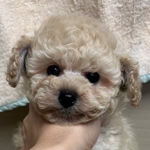 タイニープードルのホワイトの男の子｜2025年9月22日生まれ｜No.10987｜画像2枚目