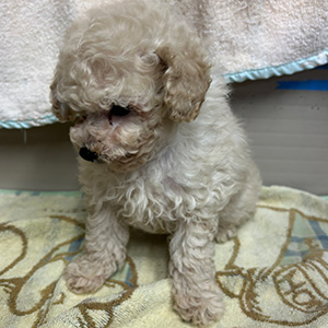 タイニープードルのホワイトの男の子｜2025年9月22日生まれ｜No.10987｜画像3枚目