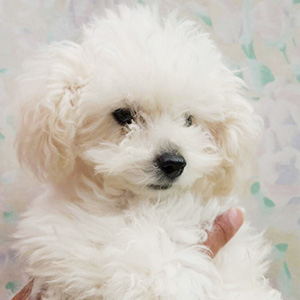 トイプードルのホワイトの女の子｜2025年9月22日生まれ｜No.11000｜画像4枚目