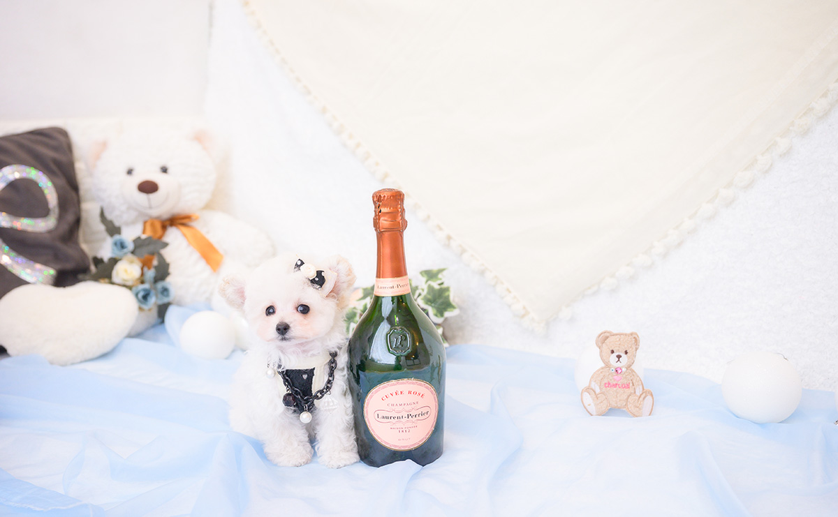 ティーカッププードルのホワイトの男の子｜2026年1月1日生まれ｜No.11127｜画像2枚目