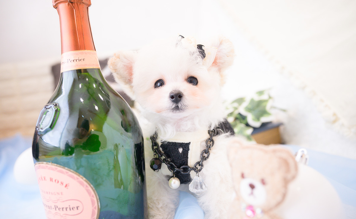 ティーカッププードルのホワイトの男の子｜2026年1月1日生まれ｜No.11127｜画像0枚目