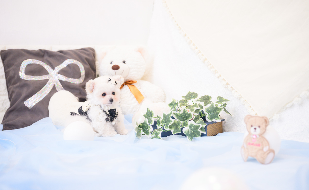 ティーカッププードルのホワイトの男の子｜2026年1月1日生まれ｜No.11127｜画像4枚目