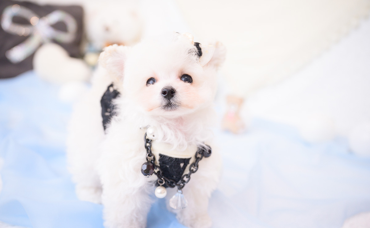 ティーカッププードルのホワイトの男の子｜2026年1月1日生まれ｜No.11127｜画像5枚目