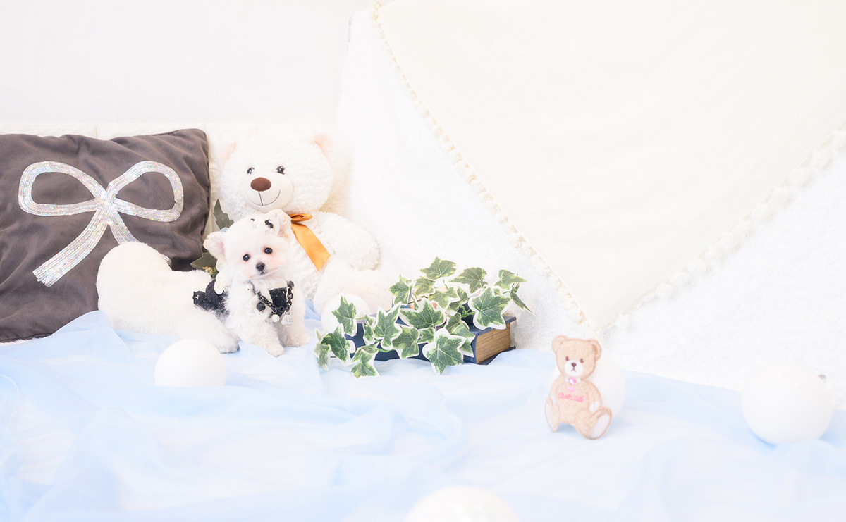 ティーカッププードルのホワイトの男の子｜2026年1月1日生まれ｜No.11127｜画像6枚目