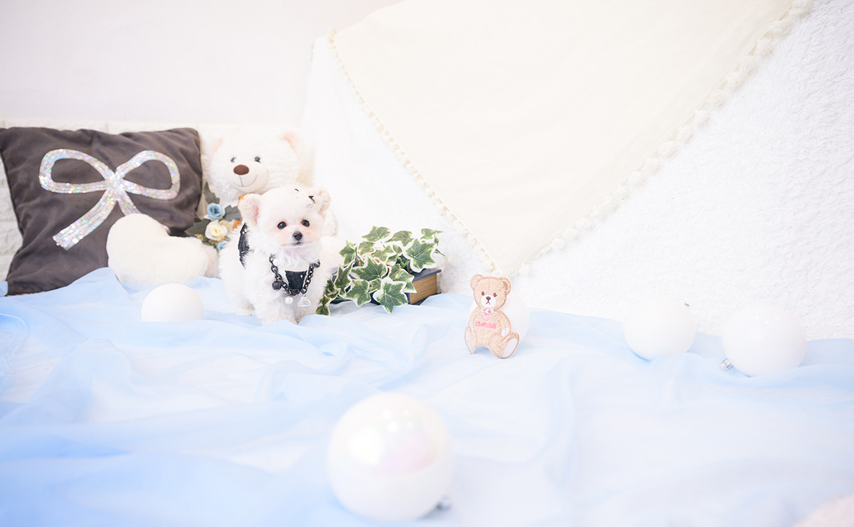 ティーカッププードルのホワイトの男の子｜2026年1月1日生まれ｜No.11127｜画像7枚目