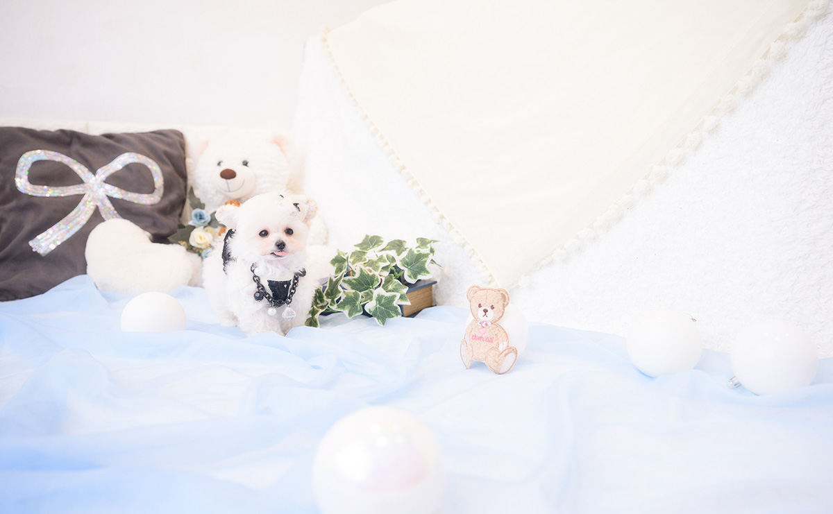 ティーカッププードルのホワイトの男の子｜2026年1月1日生まれ｜No.11127｜画像8枚目