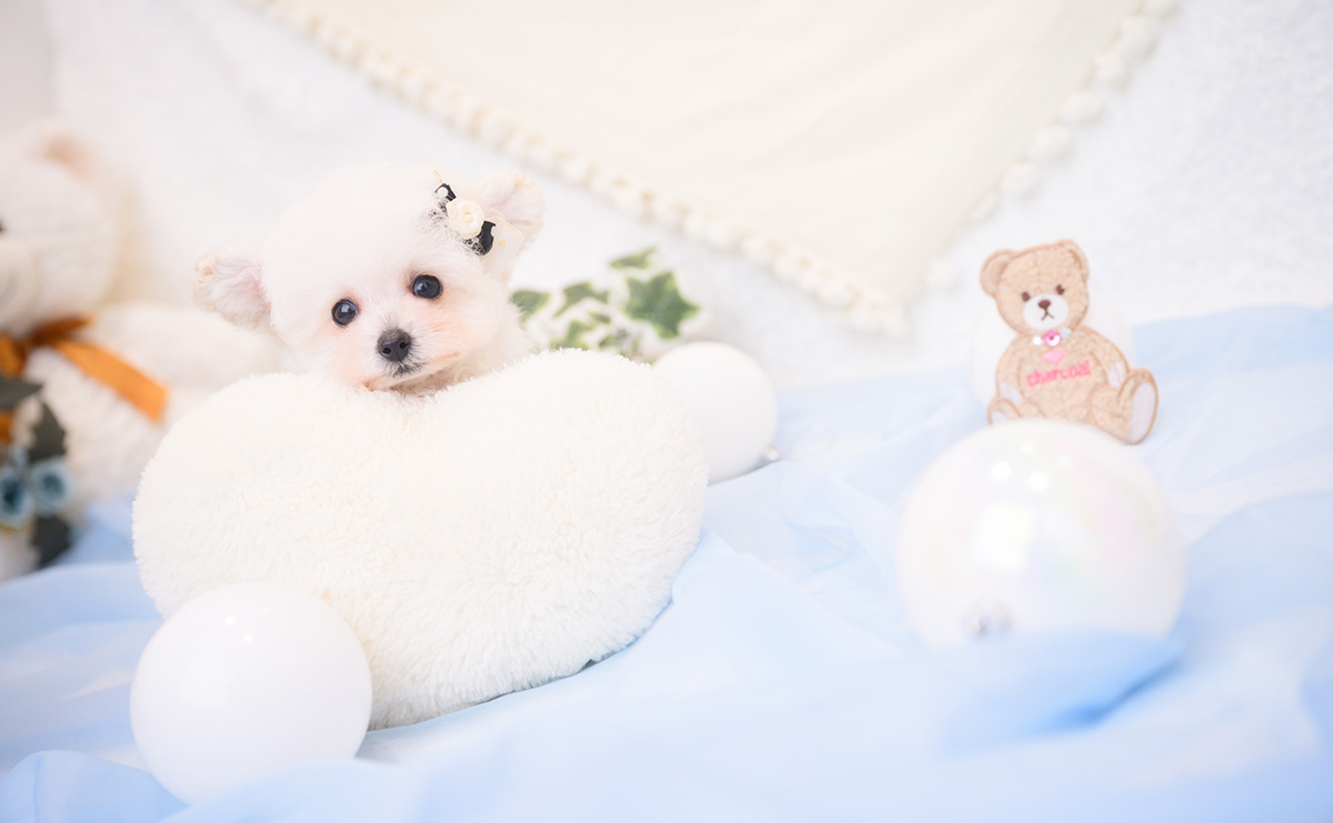 ティーカッププードルのホワイトの男の子｜2026年1月1日生まれ｜No.11127｜画像3枚目