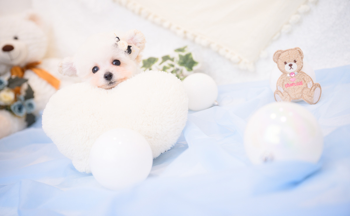 ティーカッププードルのホワイトの男の子｜2026年1月1日生まれ｜No.11127｜画像1枚目