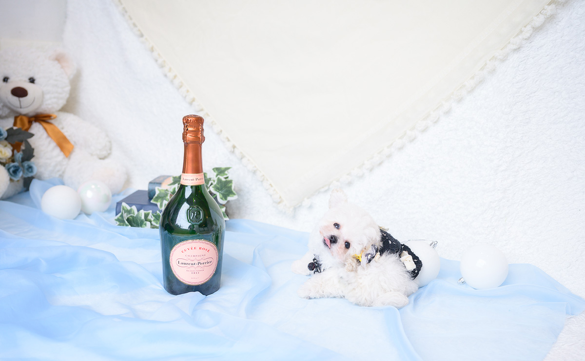 ティーカッププードルのホワイトの男の子｜2026年1月1日生まれ｜No.11127｜画像9枚目