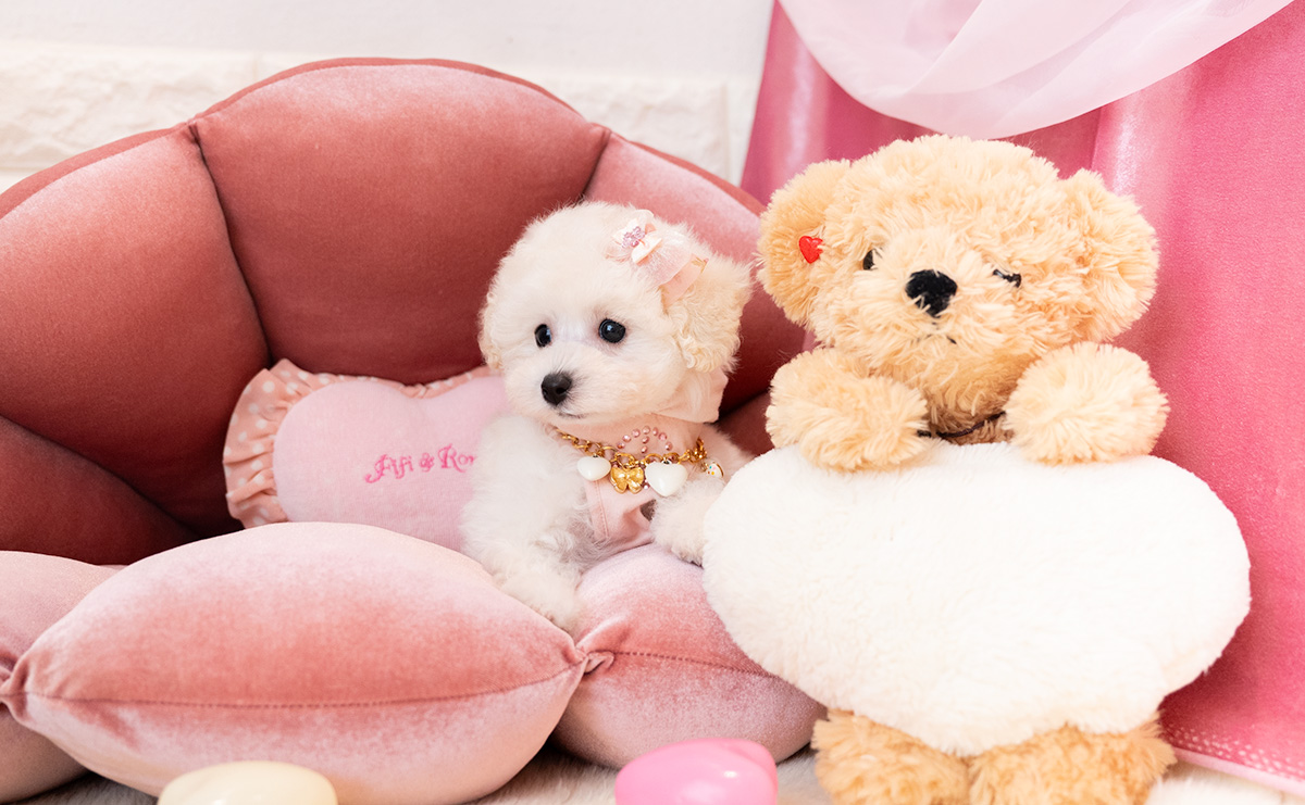 タイニープードルのホワイトの女の子｜2026年1月15日生まれ｜No.11136｜画像4枚目