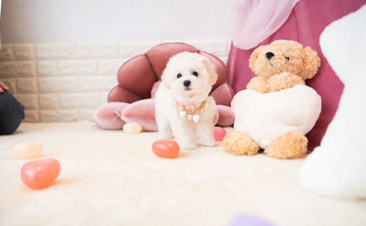 タイニープードルのホワイトの女の子｜2026年1月15日生まれ｜No.11136｜画像6枚目