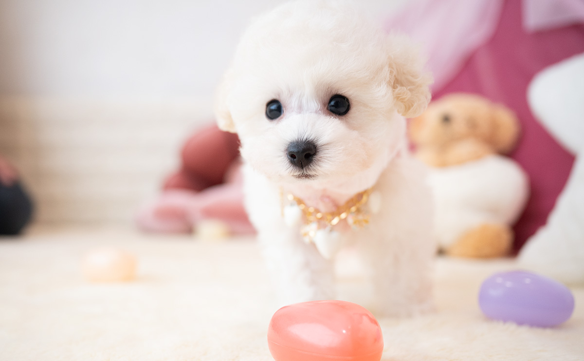 タイニープードルのホワイトの女の子｜2026年1月15日生まれ｜No.11136｜画像0枚目