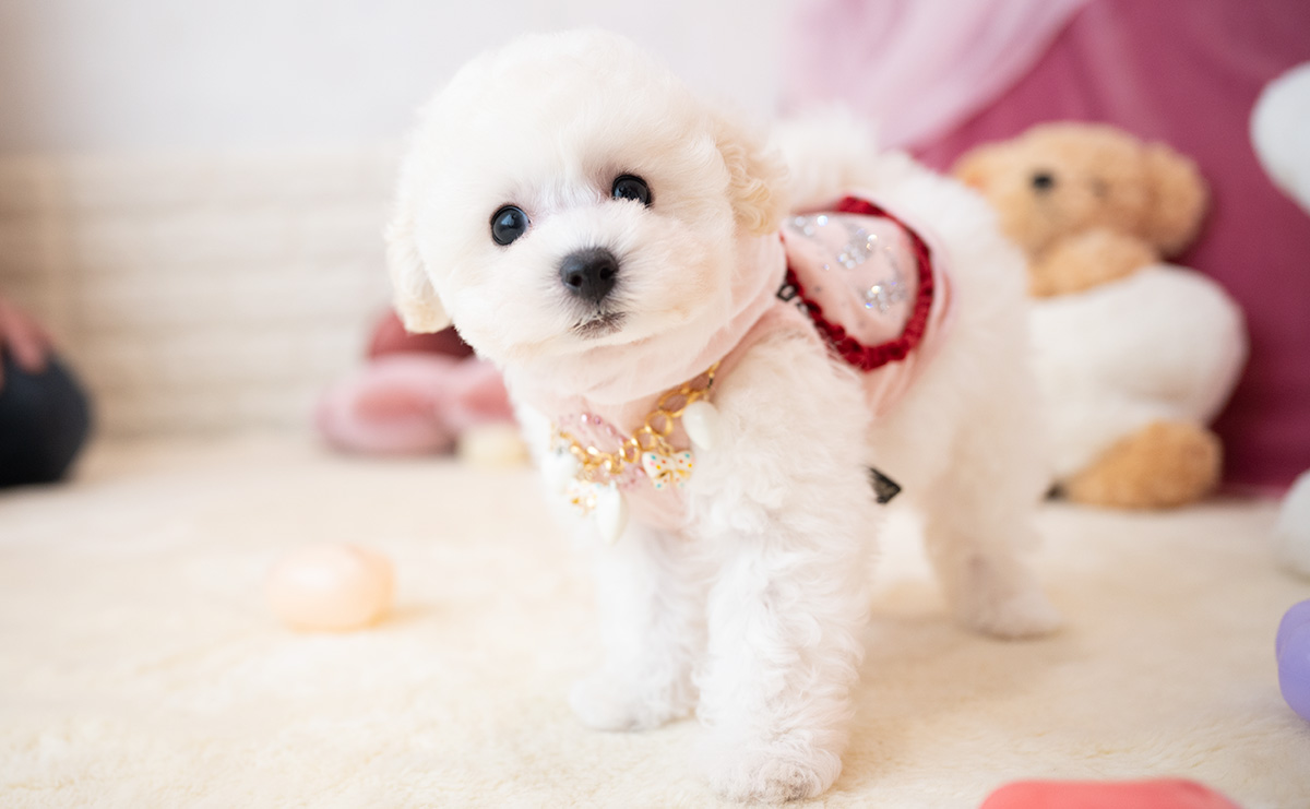 タイニープードルのホワイトの女の子｜2026年1月15日生まれ｜No.11136｜画像1枚目