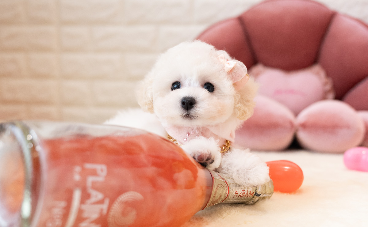 タイニープードルのホワイトの女の子｜2026年1月15日生まれ｜No.11136｜画像2枚目