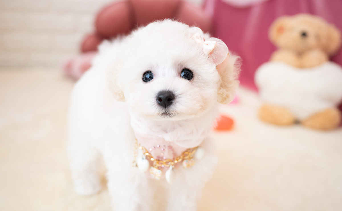 タイニープードルのホワイトの女の子｜2026年1月15日生まれ｜No.11136｜画像7枚目