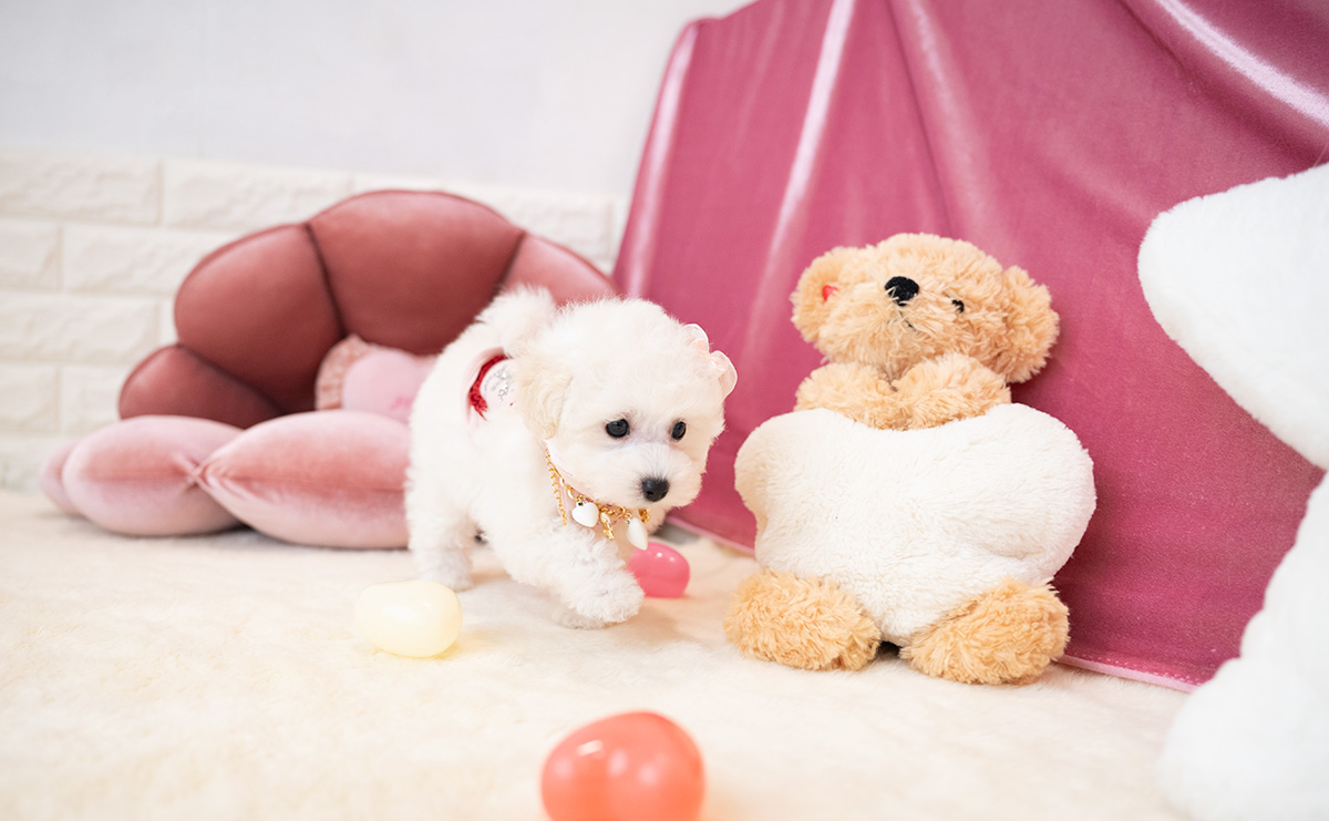 タイニープードルのホワイトの女の子｜2026年1月15日生まれ｜No.11136｜画像8枚目