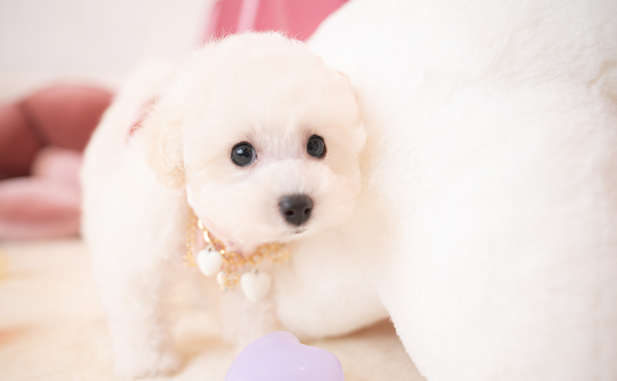 タイニープードルのホワイトの女の子｜2026年1月15日生まれ｜No.11136｜画像5枚目
