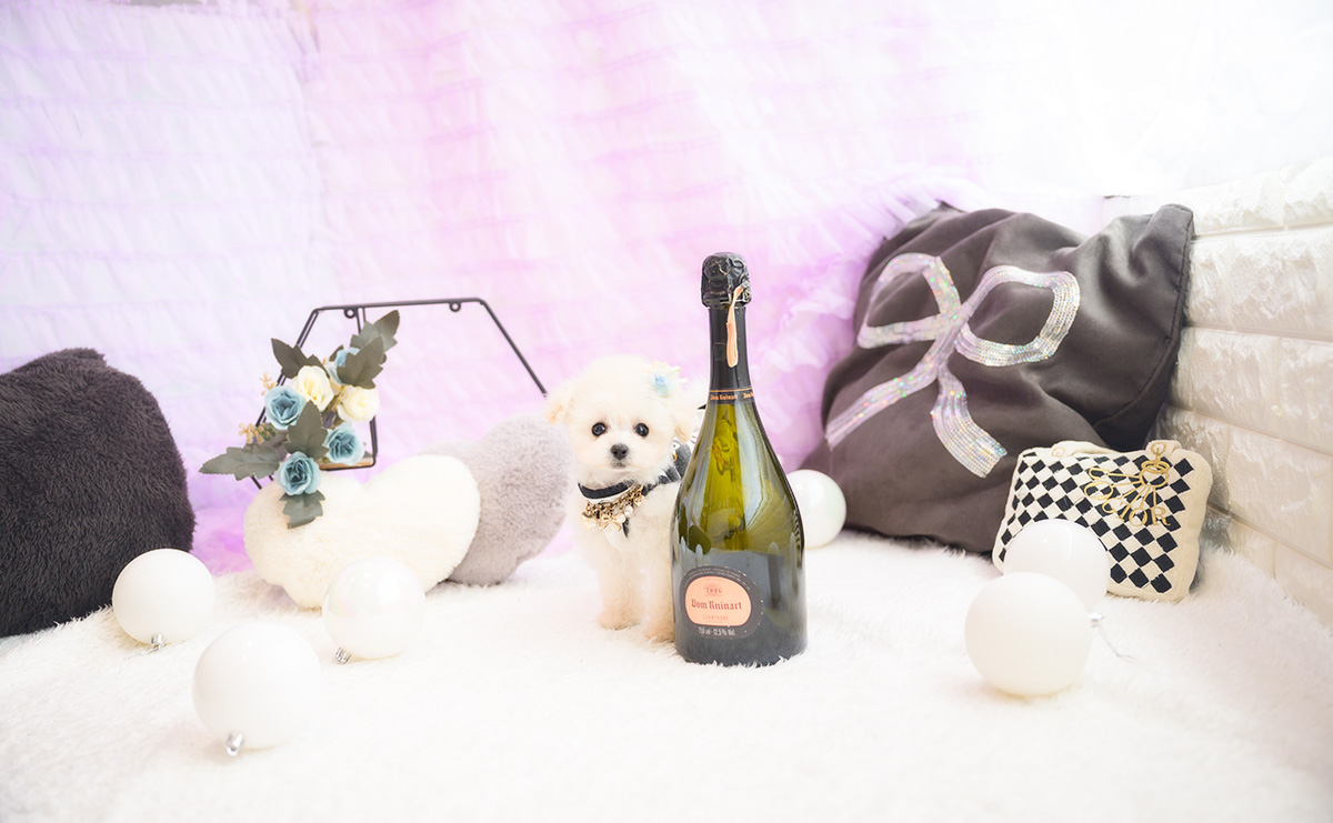 ティーカッププードルのホワイトの男の子｜2026年1月15日生まれ｜No.11141｜画像1枚目