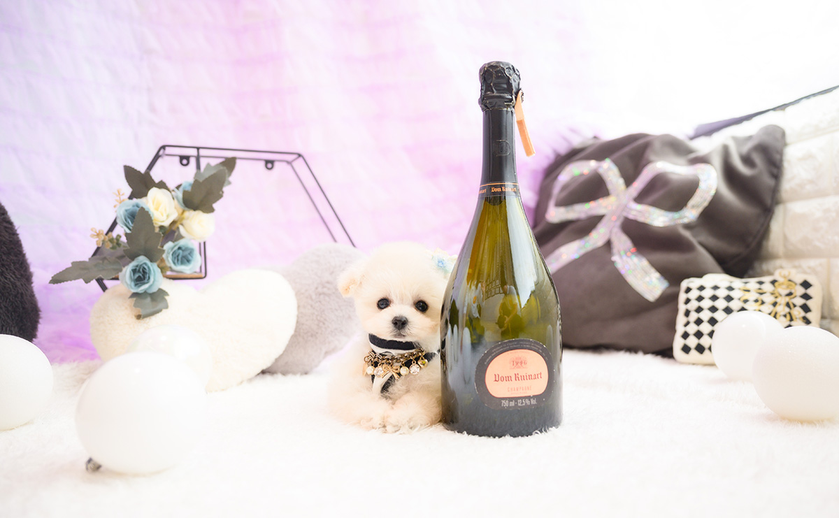 ティーカッププードルのホワイトの男の子｜2026年1月15日生まれ｜No.11141｜画像6枚目