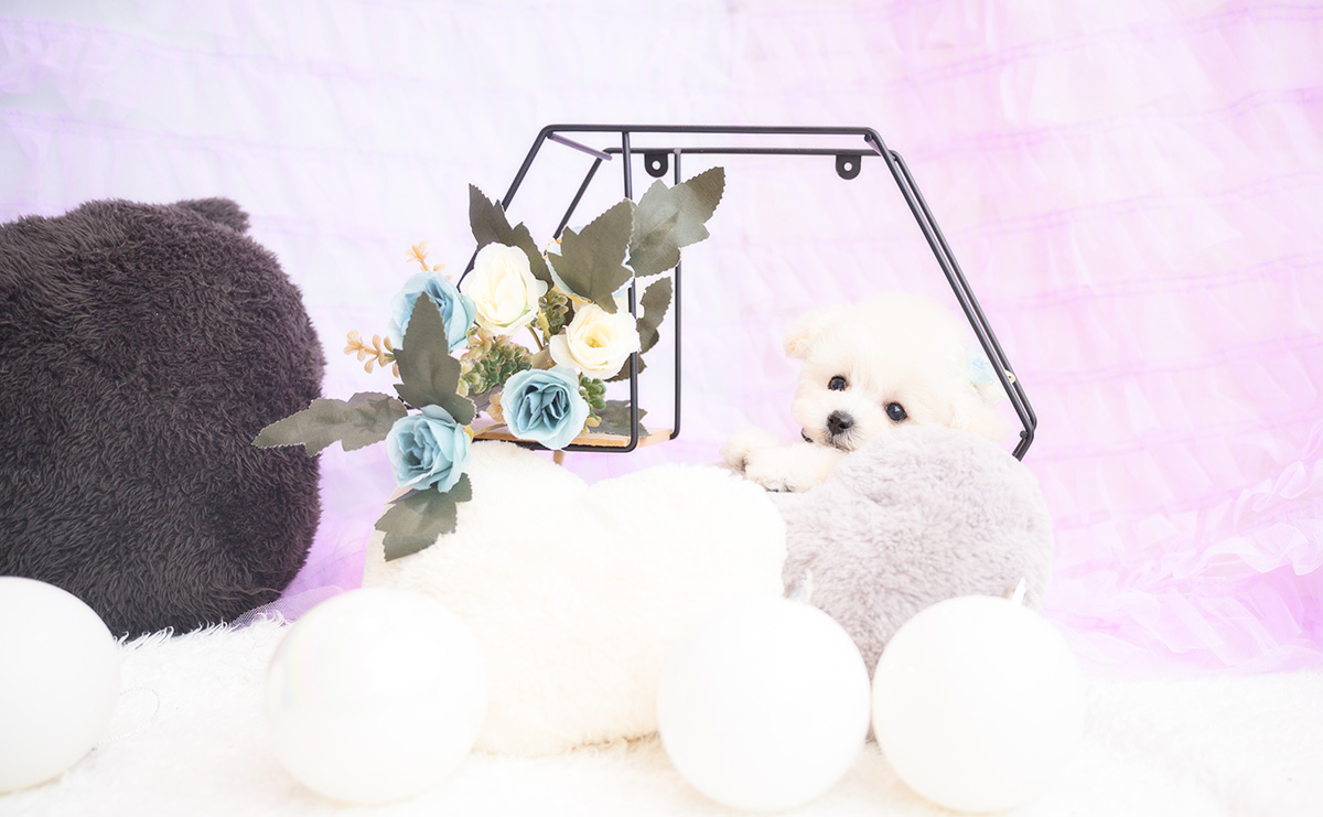 ティーカッププードルのホワイトの男の子｜2026年1月15日生まれ｜No.11141｜画像8枚目