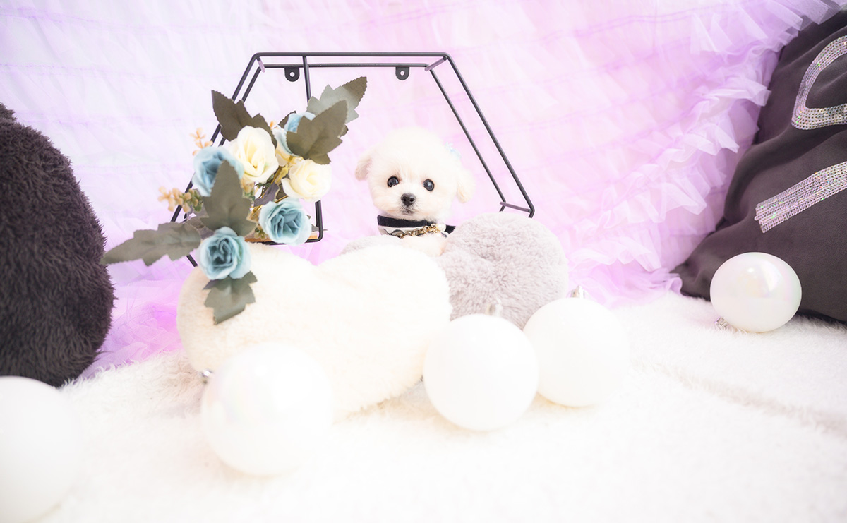 ティーカッププードルのホワイトの男の子｜2026年1月15日生まれ｜No.11141｜画像9枚目