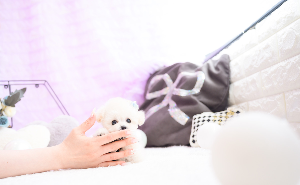 ティーカッププードルのホワイトの男の子｜2026年1月15日生まれ｜No.11141｜画像7枚目