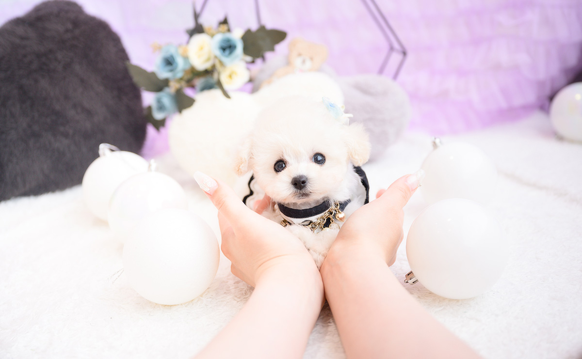 ティーカッププードルのホワイトの男の子｜2026年1月15日生まれ｜No.11141｜画像0枚目