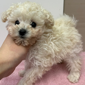 タイニープードルのホワイトの女の子｜2025年1月28日生まれ｜No.11171｜画像0枚目