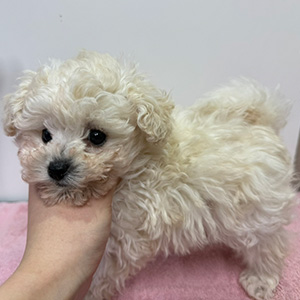 タイニープードルのホワイトの女の子｜2025年1月28日生まれ｜No.11171｜画像1枚目