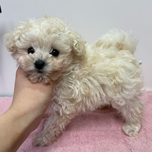 タイニープードルのホワイトの女の子｜2025年1月28日生まれ｜No.11171｜画像2枚目