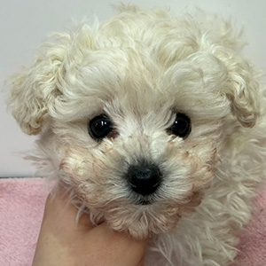 タイニープードルのホワイトの女の子｜2025年1月28日生まれ｜No.11171｜画像3枚目