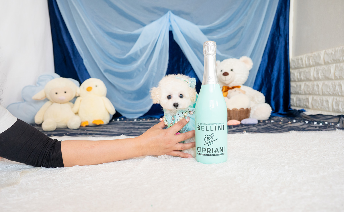 ティーカッププードルのホワイトの男の子｜2026年1月15日生まれ｜No.11146｜画像2枚目