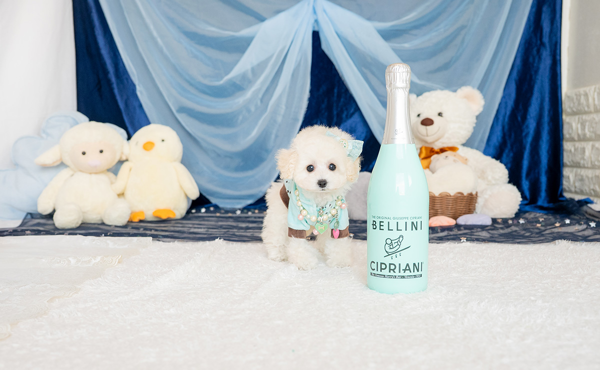 ティーカッププードルのホワイトの男の子｜2026年1月15日生まれ｜No.11146｜画像3枚目