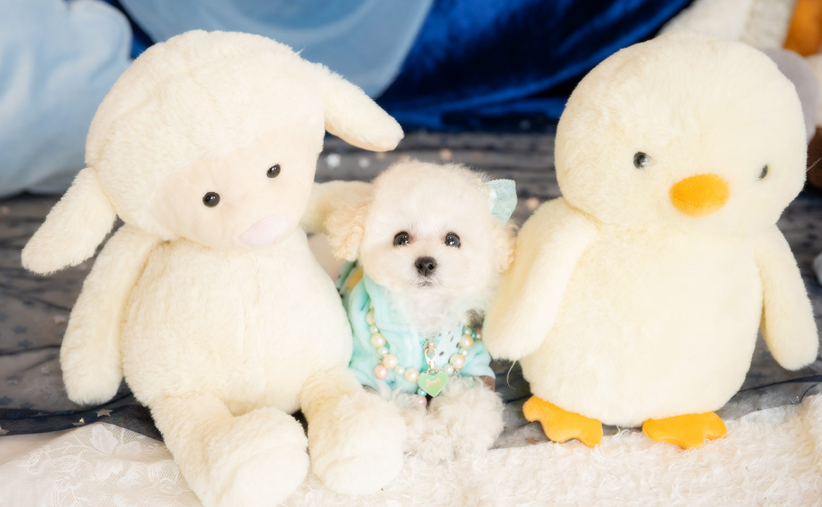 ティーカッププードルのホワイトの男の子｜2026年1月15日生まれ｜No.11146｜画像1枚目