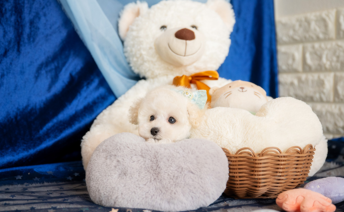 ティーカッププードルのホワイトの男の子｜2026年1月15日生まれ｜No.11146｜画像5枚目