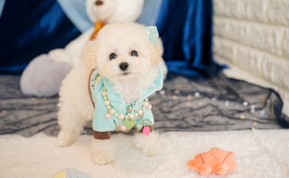 ティーカッププードルのホワイトの男の子｜2026年1月15日生まれ｜No.11146｜画像6枚目