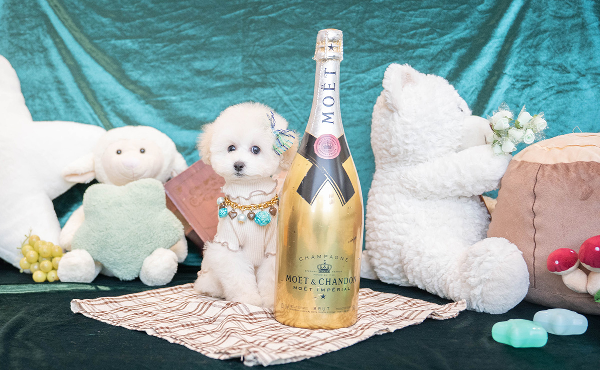 タイニープードルのホワイトの男の子｜2026年1月15日生まれ｜No.11167｜画像2枚目