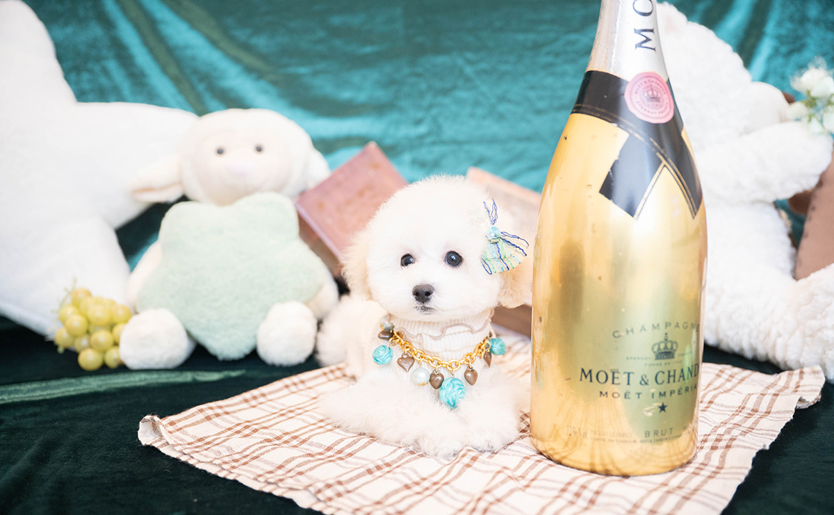 タイニープードルのホワイトの男の子｜2026年1月15日生まれ｜No.11167｜画像3枚目