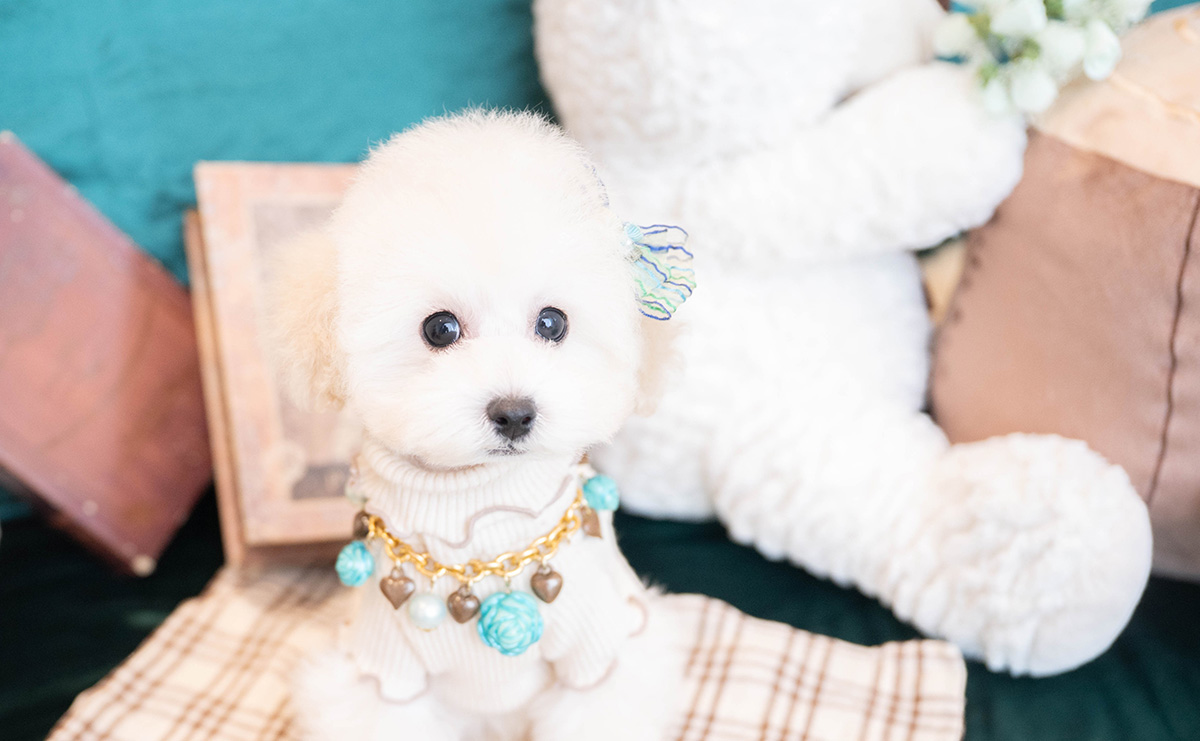 タイニープードルのホワイトの男の子｜2026年1月15日生まれ｜No.11167｜画像1枚目