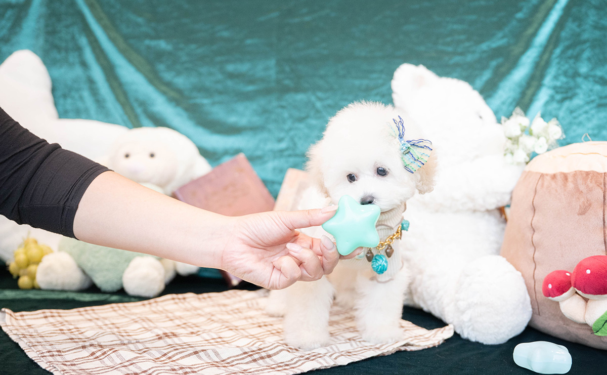 タイニープードルのホワイトの男の子｜2026年1月15日生まれ｜No.11167｜画像4枚目