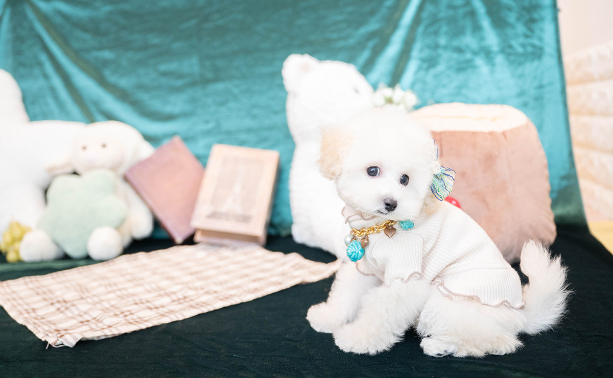 タイニープードルのホワイトの男の子｜2026年1月15日生まれ｜No.11167｜画像5枚目