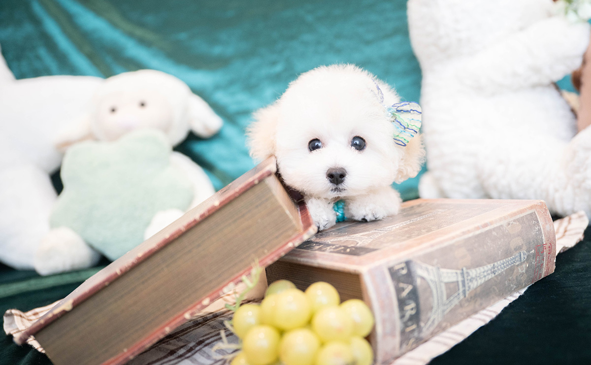 タイニープードルのホワイトの男の子｜2026年1月15日生まれ｜No.11167｜画像0枚目