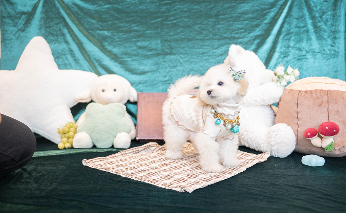 タイニープードルのホワイトの男の子｜2026年1月15日生まれ｜No.11167｜画像6枚目