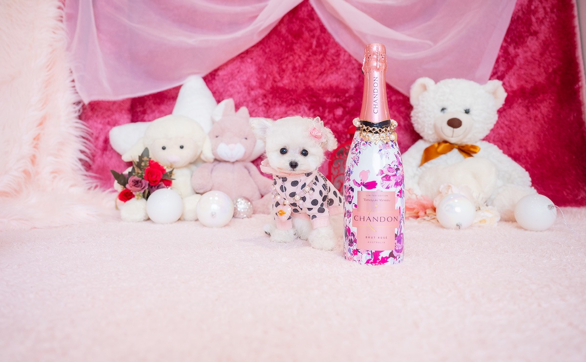 ティーカッププードルのホワイトの女の子｜2026年2月15日生まれ｜No.11190｜画像1枚目